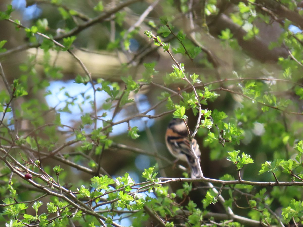 YoungerStephen's tweet photo. Nice surprise en route to Stocker's today. Marsh Harrier flew north overhead. Also a Goldcrest which sat still for a while and a blurry Brambling. #hertsbirds https://t.co/7D1GFIkPxw