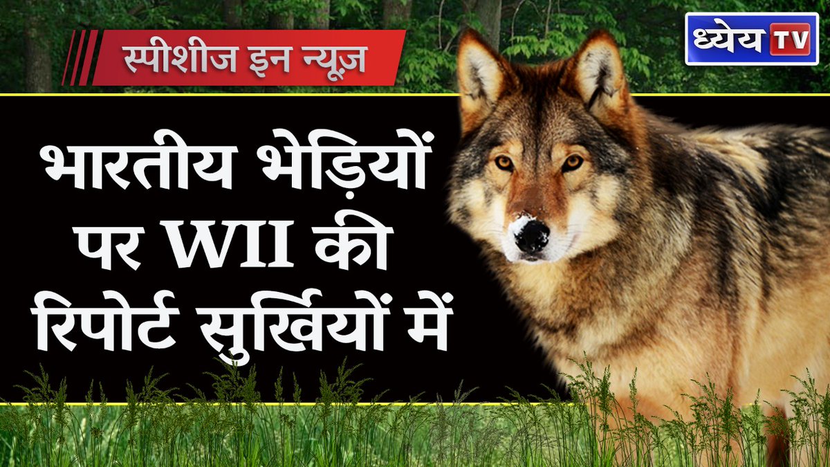 Dhyeya_IAS's tweet photo. Indian wolves पर Wildlife Institute of India की रिपोर्ट सुर्खियों में | Indian peninsular wolves
पूरी जानकारी के लिए निचे दिए गए लिंक पर क्लिक करें –https://t.co/g5ehNB2VAs
#Indianwolves #WildlifeInstituteIndia #Indianpeninsularwolves #dhyeyatv #IAS #pcs https://t.co/bSAo9NawFY