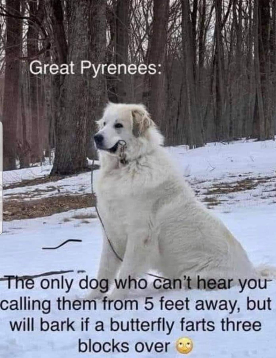 ShaneWhitfiel10's tweet photo. Very true... that’s what I love the breed ,it’s just as hard headed as I am... while always relying on their instincts⚔️❤️🔥🛡 https://t.co/lXp7DuLe2J