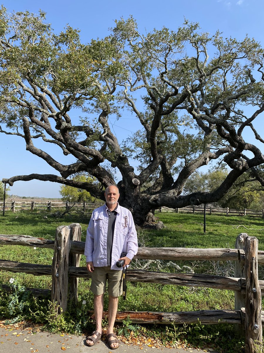 1100-year old #oak at #GooseIsland #Texas I have a pic of my great-grandparents in front of it! #heritageoaks