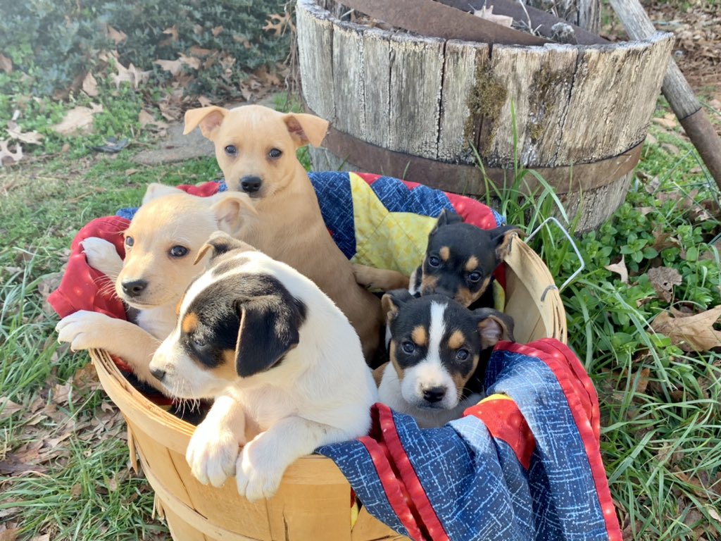 GrayFeist's tweet photo. Updated photos of our 2022 #GrayFeist pups! They are doing great. Will be going to their new #squirrelhunting homes soon to perform the traditional job the breed was developed to do in addition to protecting the homestead. 

https://t.co/HgQmMZIxXS

#Appalachia #squirreldogs https://t.co/ZVcvPpcNkt