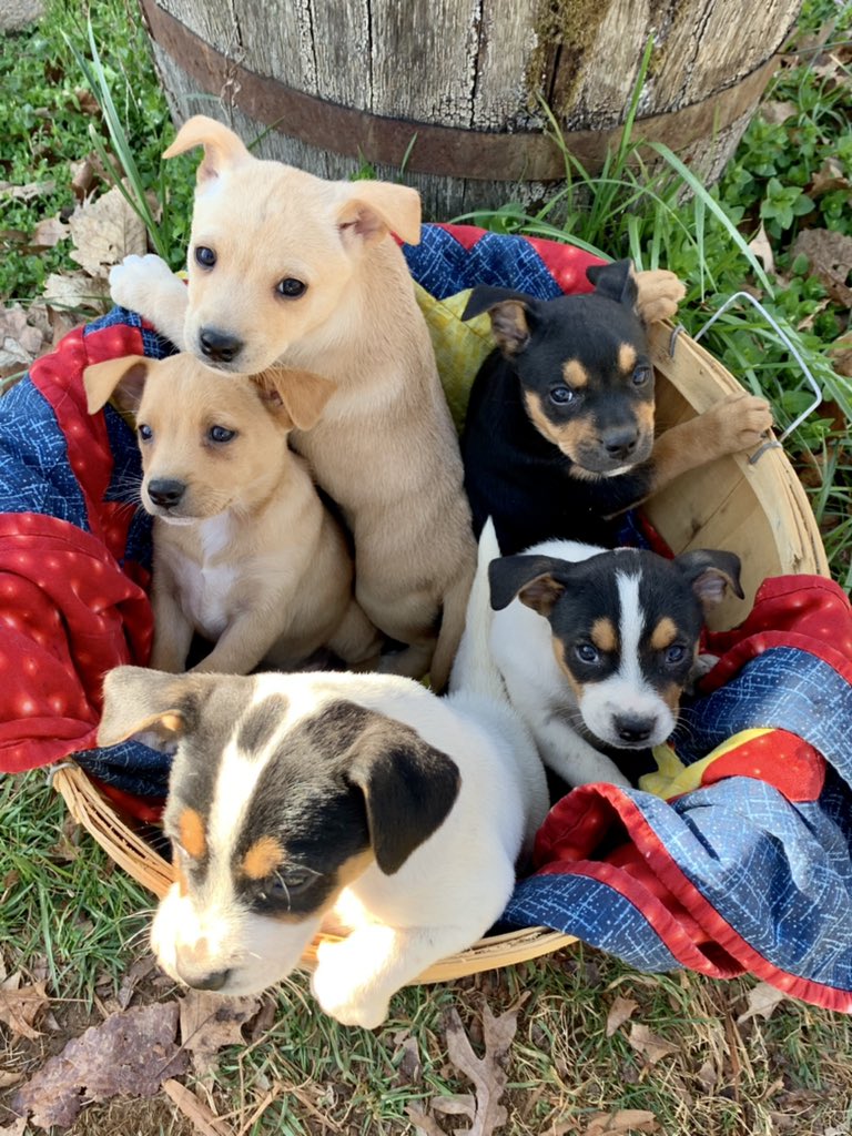 GrayFeist's tweet photo. Updated photos of our 2022 #GrayFeist pups! They are doing great. Will be going to their new #squirrelhunting homes soon to perform the traditional job the breed was developed to do in addition to protecting the homestead. 

https://t.co/HgQmMZIxXS

#Appalachia #squirreldogs https://t.co/ZVcvPpcNkt