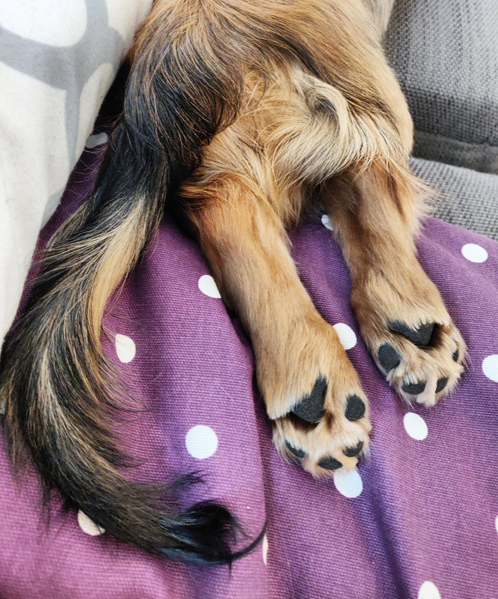 Who wants BEANS? 🐾
#toebeans #DogsofTwittter #Dachshunds