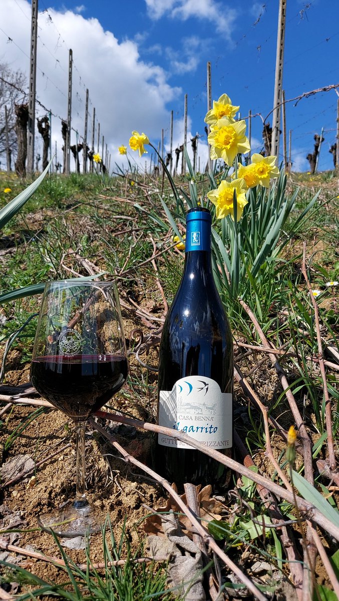 casabennavini's tweet photo. È arrivata la #primavera! In #vigna le gemme si gonfiano, la linfa riprende a scorrere nei tralci. In un vigneto in particolare sono fioriti i #narcisi 🌼i! In cantina, proseguono la vendita dei vini sfusi e gli imbottigliamenti 😊🍷 https://t.co/Yr1APXdHkG