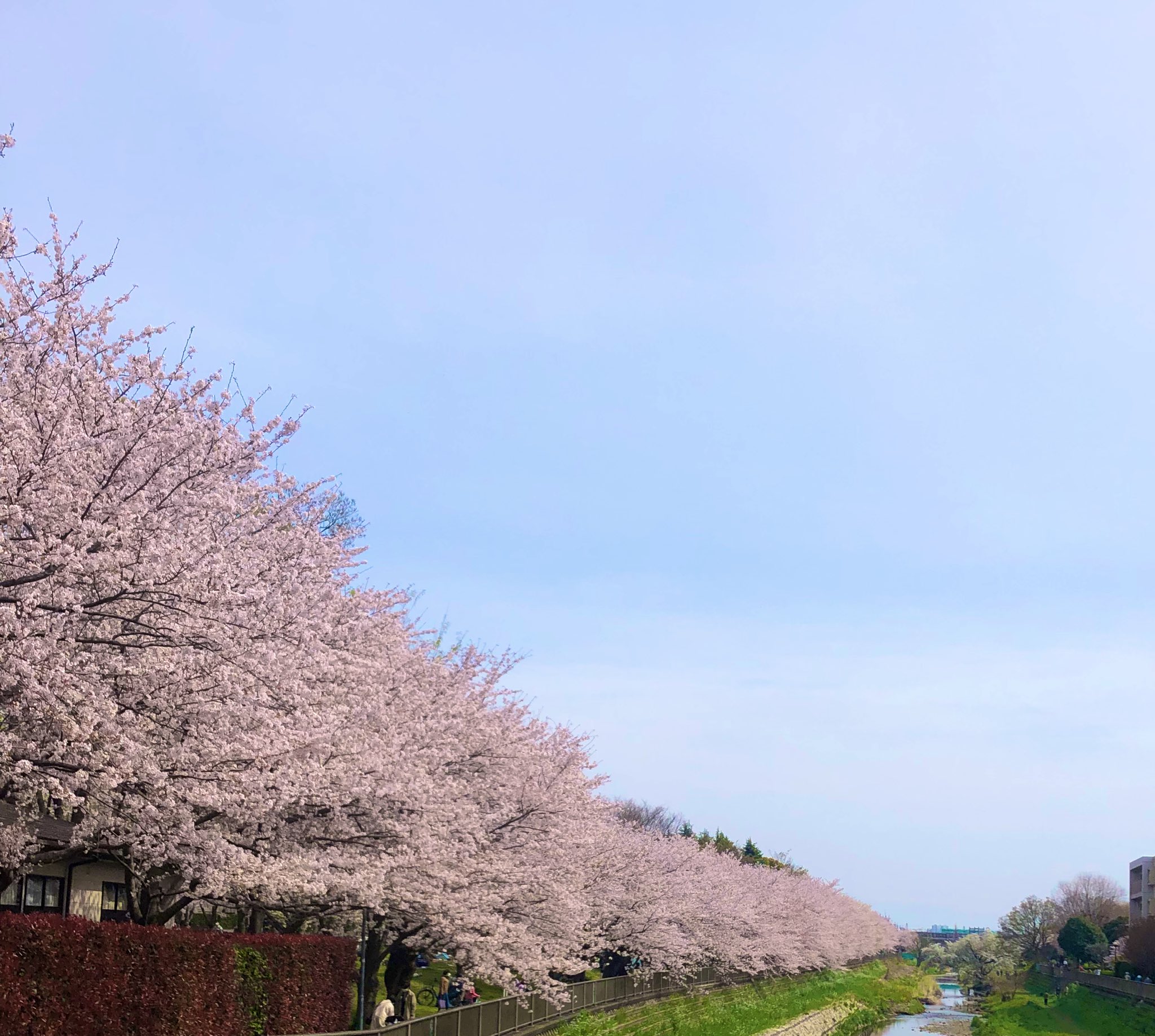 تويتر 高円寺食堂 على تويتر 桜 遠い国で戦争が起こっているのが嘘のような時間 世界中で桜満開になったら武器を捨ててワイン片手にみんなが笑顔になるのにな 桜 花見 狛江 新店舗オープン準備でバタバタ 高円寺 テイクアウト T Co Gzlxk5dzku تويتر 高円寺食堂 على تويتر 桜 遠い国で戦争が起こっているのが嘘のような時間 世界中で桜満開になったら武器を捨ててワイン片手にみんなが笑顔になるのにな 桜 花見 狛江 新店舗オープン準備でバタバタ 高円寺 テイクアウト T Co Gzlxk5dzku