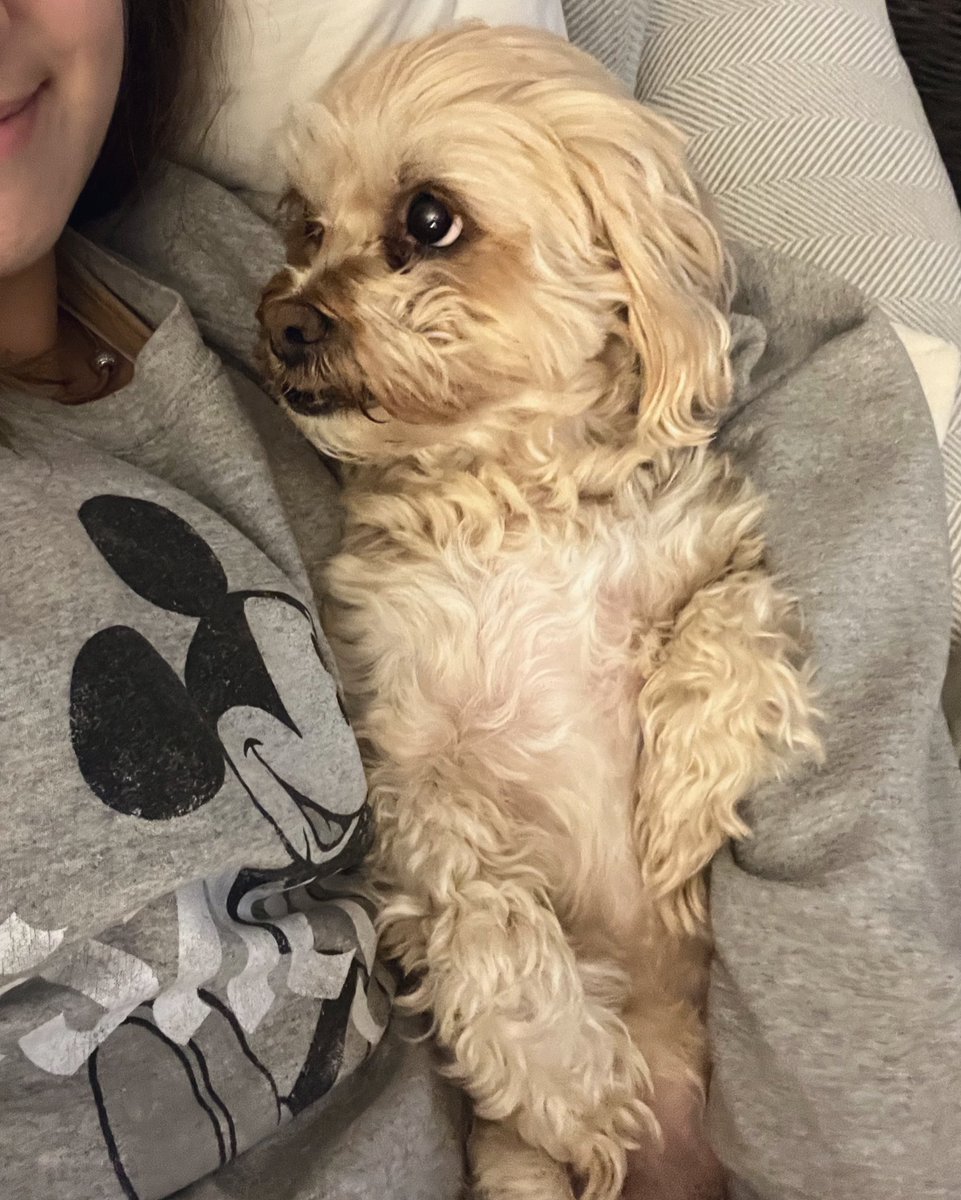 JessHarris_11's tweet image. My gentle little moon pie keeps checking in for a cuddle 🤍 #dogsknow