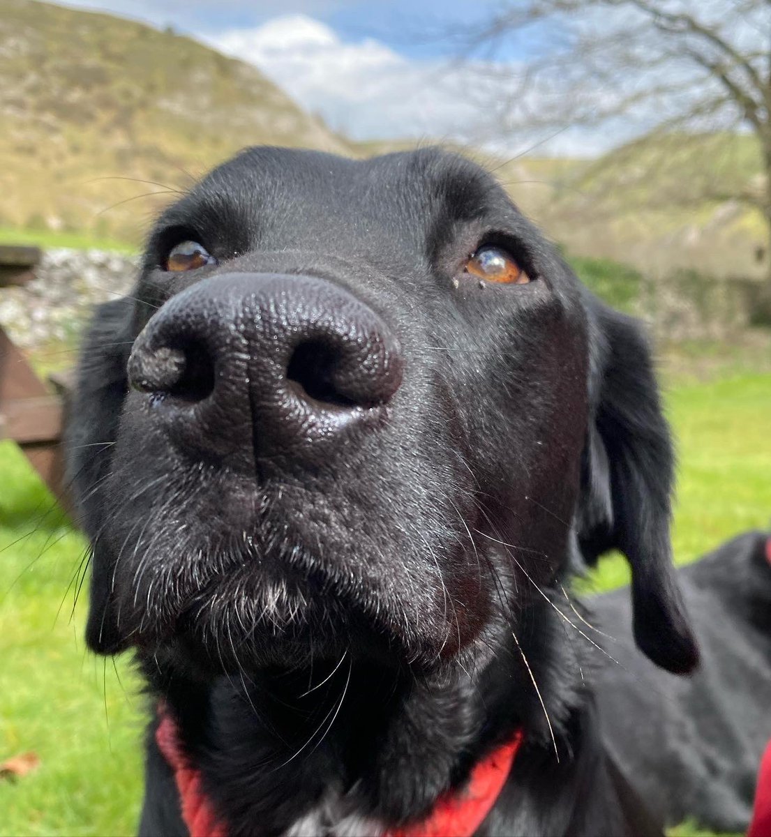 AltonSteven's tweet photo. #BeerDogs … essential equipment to sniff our great beer. Todays find was a fantastic pint of Dovedale by @LeatherBritBrew #CaskIsBack #PubsMatter #HeartoftheCommunity @BIIandBIIAB https://t.co/j2mrD7QFSc