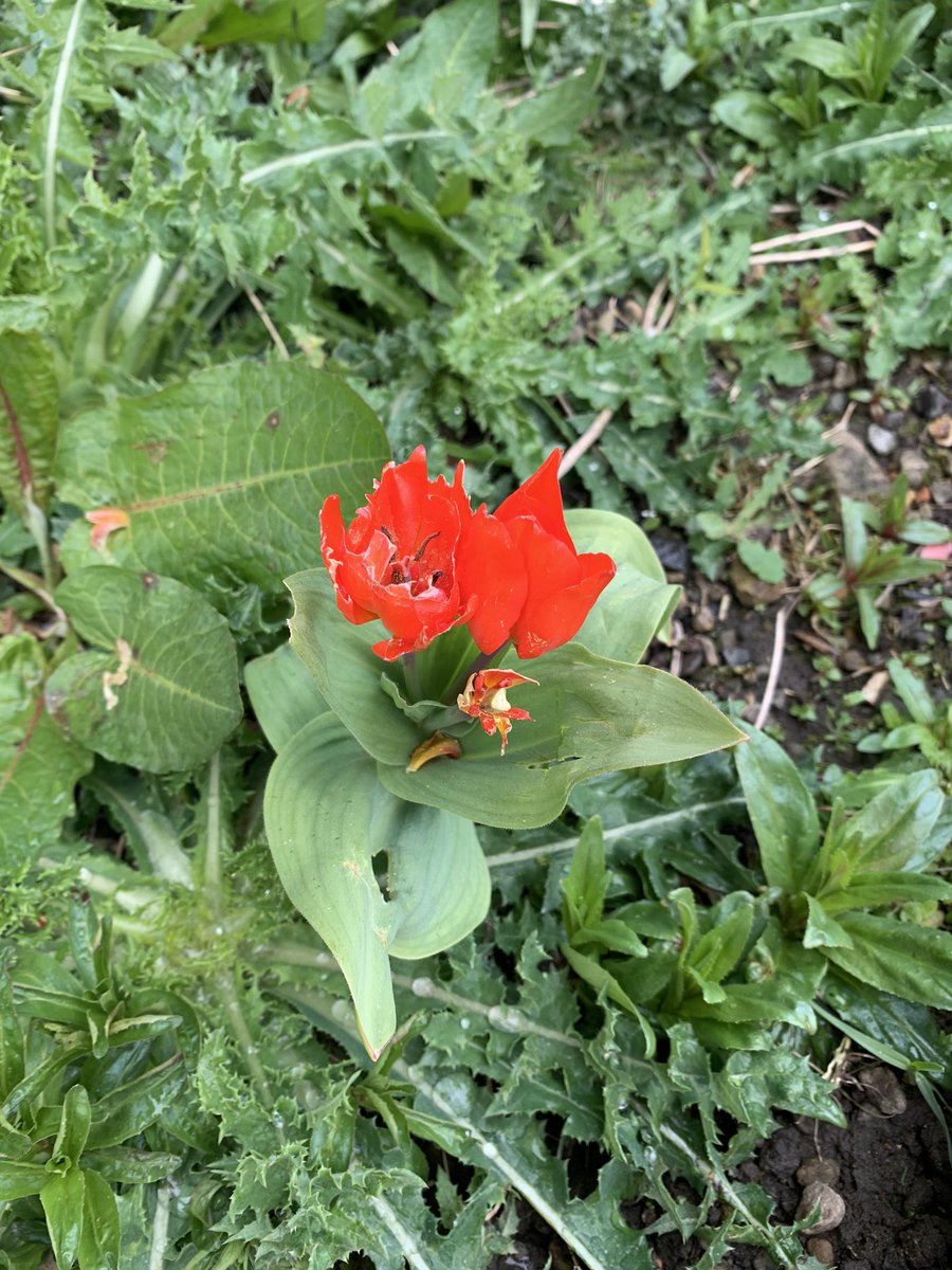 warrenwoodhouse's tweet photo. @The_RHS Here are some photos of different types of garden edging in my garden.
Photos by @warrenwoodhouse
#RHSPhotoComp #warrenwoodhouse #gardening #outdoors #flowers #plants https://t.co/aHWEYRoubD