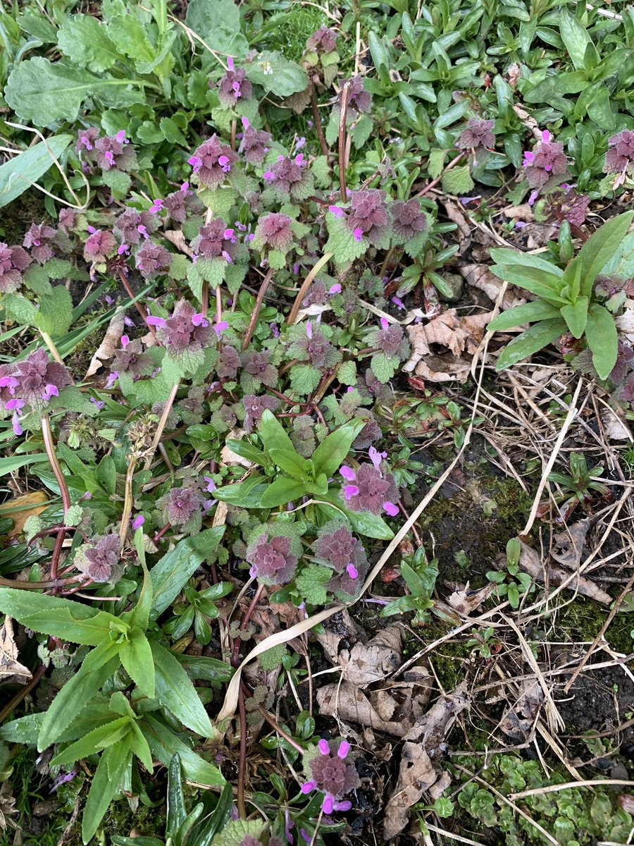 warrenwoodhouse's tweet photo. @The_RHS Here are some photos of different types of garden edging in my garden.
Photos by @warrenwoodhouse
#RHSPhotoComp #warrenwoodhouse #gardening #outdoors #flowers #plants https://t.co/aHWEYRoubD