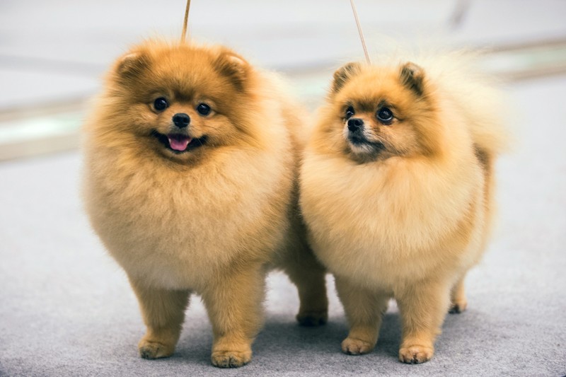 thearcaludo's tweet photo. ⠀⠀⠀⠀⠀

23. Cats / Dogs

⠀⠀⠀⠀⠀ https://t.co/UVtj8u2lxt