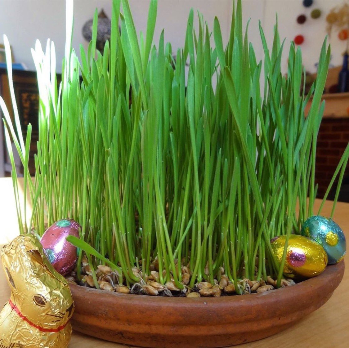 MudandBloom's tweet photo. Planting wheatgrass is one of the activities in our April box. It’s a great way to get children interested in growing plants. The shoots will appear after only four days 🌱🌱
I’ve written a post on how to grow it: https://t.co/dM8Zt25uaF
#gardeningwithchildren #eastergrass https://t.co/QqpIoM81UI