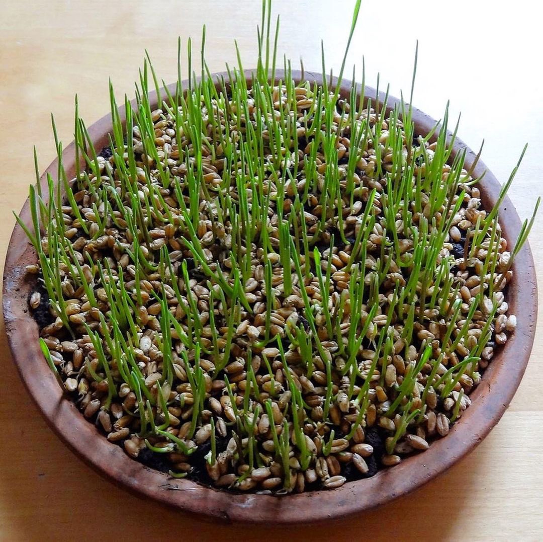 MudandBloom's tweet photo. Planting wheatgrass is one of the activities in our April box. It’s a great way to get children interested in growing plants. The shoots will appear after only four days 🌱🌱
I’ve written a post on how to grow it: https://t.co/dM8Zt25uaF
#gardeningwithchildren #eastergrass https://t.co/QqpIoM81UI