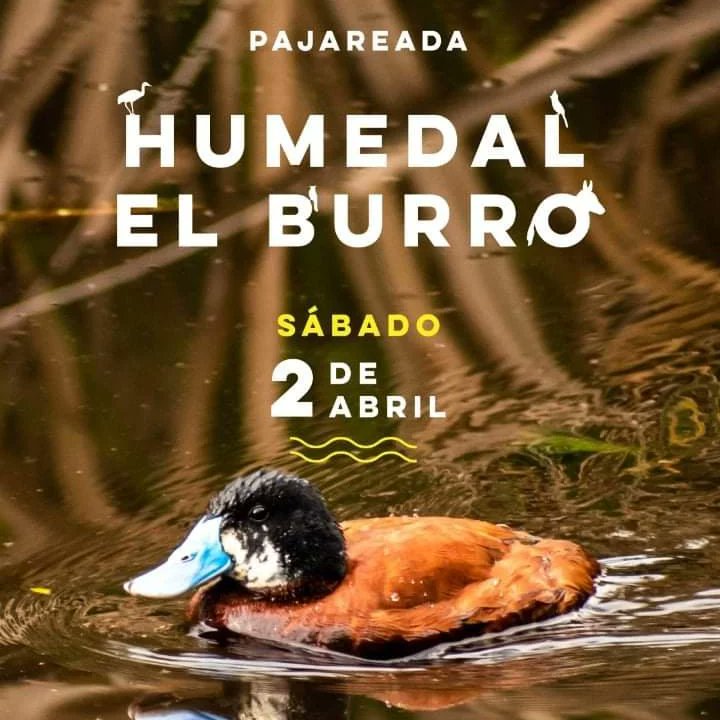 GioPizarroS's tweet photo. Invitados este fin de semana a diferentes actividades Ambientales con la presencia de varios Artistas desde Techotiva (Kennedy) en Bogotá ✌🏻

🌾🌱🍁✌🏻💪🏻💪🏻💪🏻 https://t.co/4igUYp3jpl