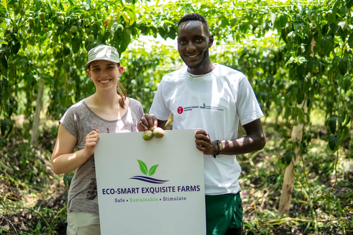 . <a href="/Eco_SmartFarms/">Eco-Smart Exquisite Farms LTD</a> supplies #ChineseCabbages #Broccolis #Cauliflower &amp; #PassionFruits. 
Get in-touch with them +256 7762 78997 (calls &amp; WhatsApp ). #IYFEP