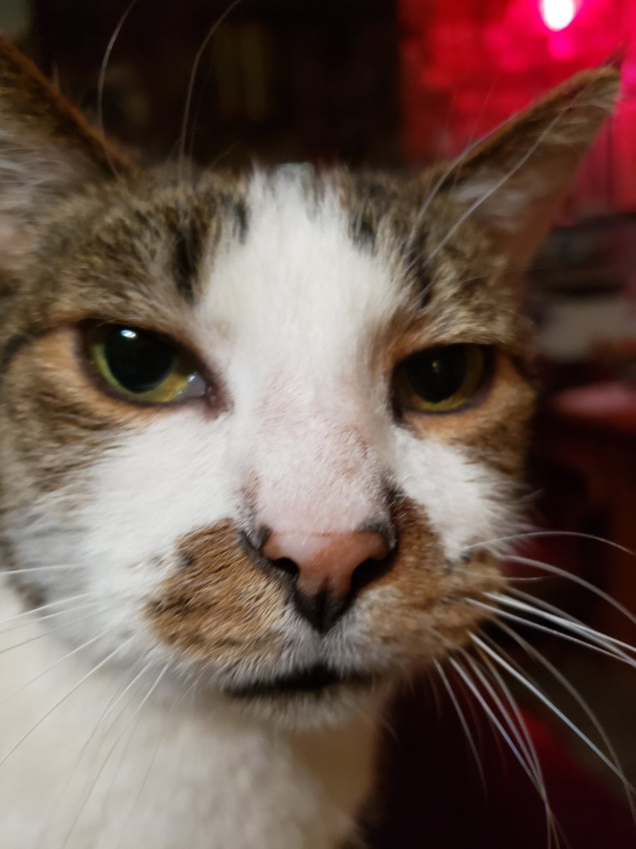 Sealm24's tweet photo. #CatsOfTwitter Happy #Caturday from Baxter. #fivkitty https://t.co/daWFBmMXn3