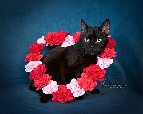 MemphisRescue's tweet photo. Hello, Twitter! 🐶🐱

Team Memphis Rescue &amp; Support is a 501C3 non-profit all-breed rescue that helps abandoned, neglected and lost pets in West TN, North MS, and Eastern AR. 

#AdoptDontShop #FosteringSavesLives #HeartOfRescue https://t.co/sPb22VnO5W