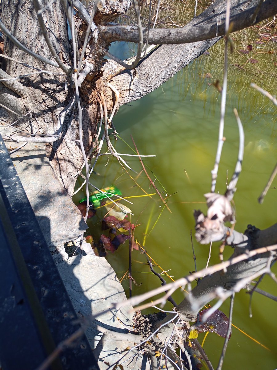 Paulaneeer's tweet photo. La parte negativa es el estado de lago. Mucha suciedad. El ser humano es muy guarro. He encontrado guantes de plástico, mascarillas, vasos y botellas de plástico https://t.co/mMjHeMjdbH