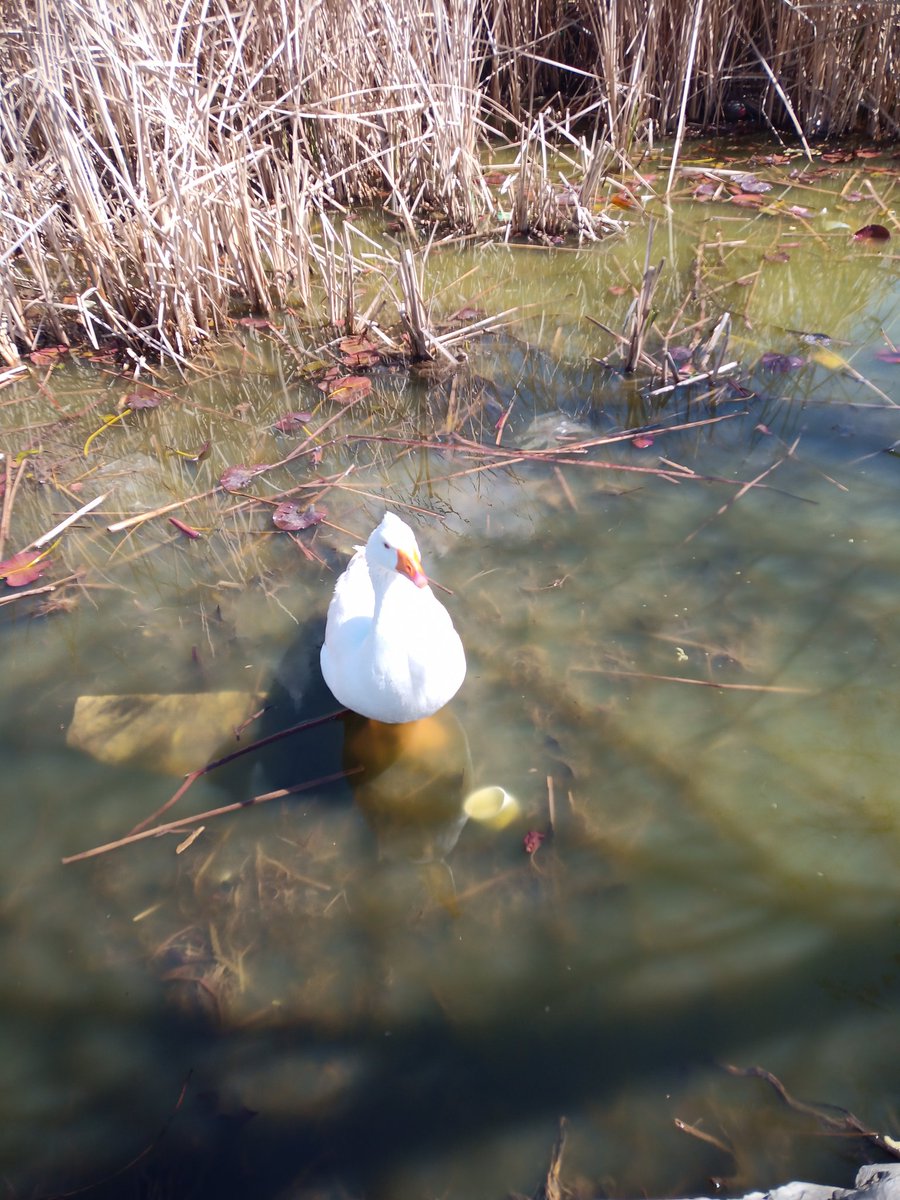 Paulaneeer's tweet photo. La parte negativa es el estado de lago. Mucha suciedad. El ser humano es muy guarro. He encontrado guantes de plástico, mascarillas, vasos y botellas de plástico https://t.co/mMjHeMjdbH
