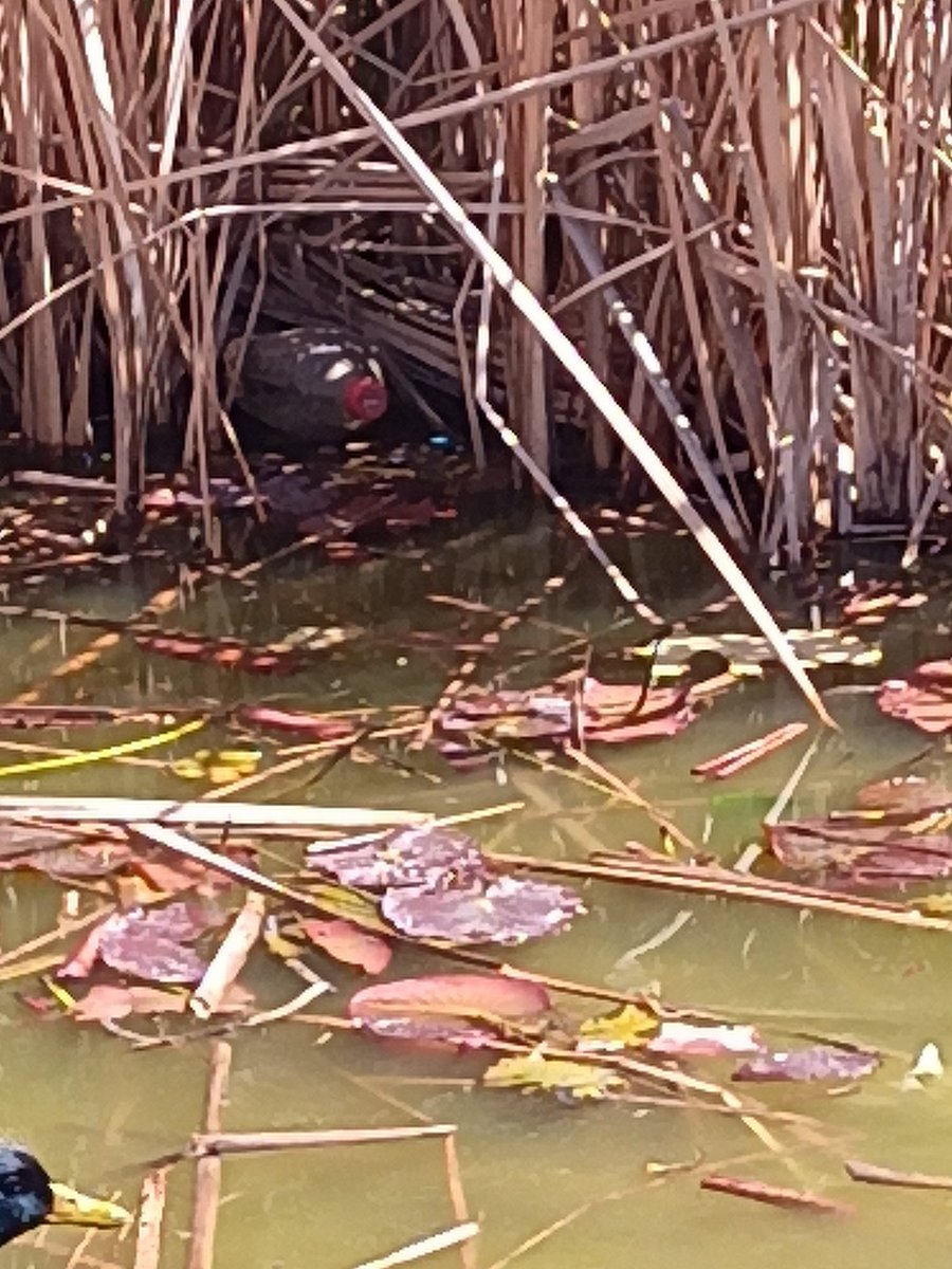 Paulaneeer's tweet photo. La parte negativa es el estado de lago. Mucha suciedad. El ser humano es muy guarro. He encontrado guantes de plástico, mascarillas, vasos y botellas de plástico https://t.co/mMjHeMjdbH