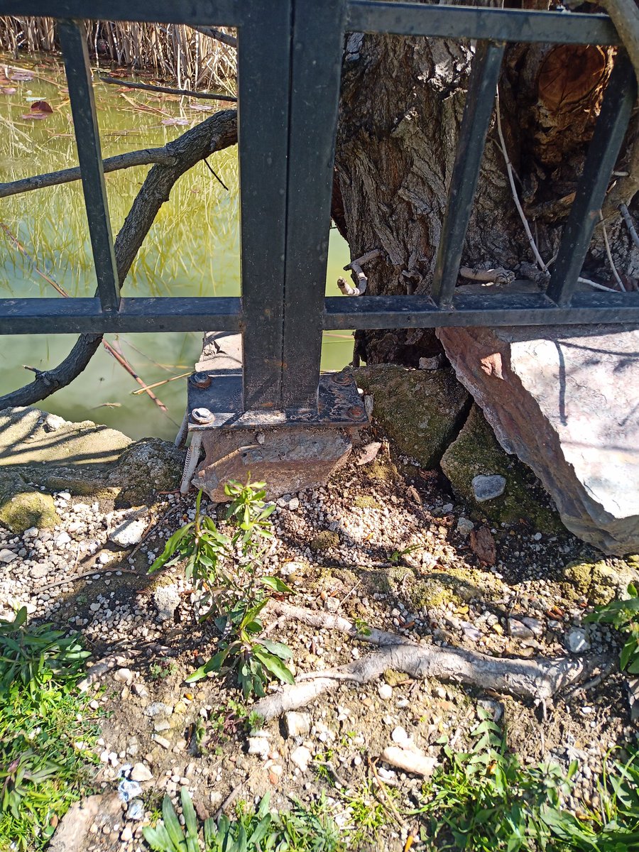 Paulaneeer's tweet photo. Y el estado de la valla es bastante peligroso. Por favor @AytoAlcorcon arreglen esa valla y procuren limpiar el lago por el bien de la fauna https://t.co/DfSrB2m2Ec