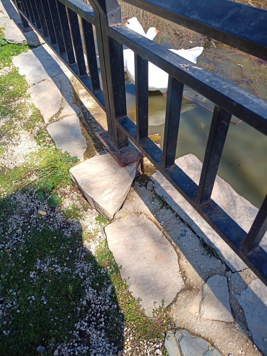Paulaneeer's tweet photo. Y el estado de la valla es bastante peligroso. Por favor @AytoAlcorcon arreglen esa valla y procuren limpiar el lago por el bien de la fauna https://t.co/DfSrB2m2Ec