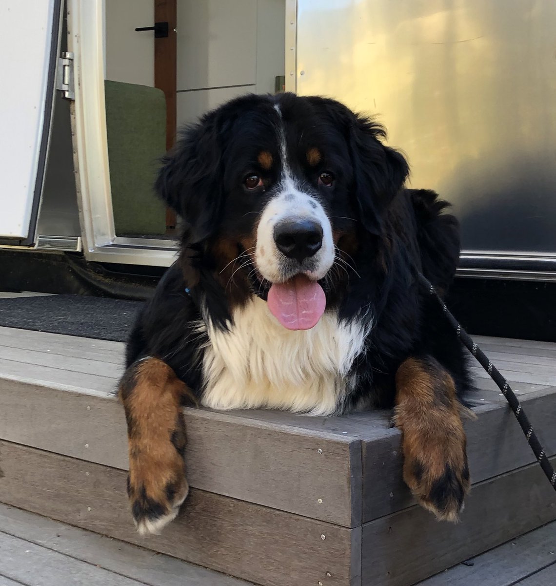 cbrittmd's tweet photo. @Ben_And_Max Bernard wishes max a speedy recovery. Can confirm, giraffes last no more than 10 min! ❤️😅 #DailyMax #BerneseMountainDog #FiercePredator https://t.co/C0fl91HxLg