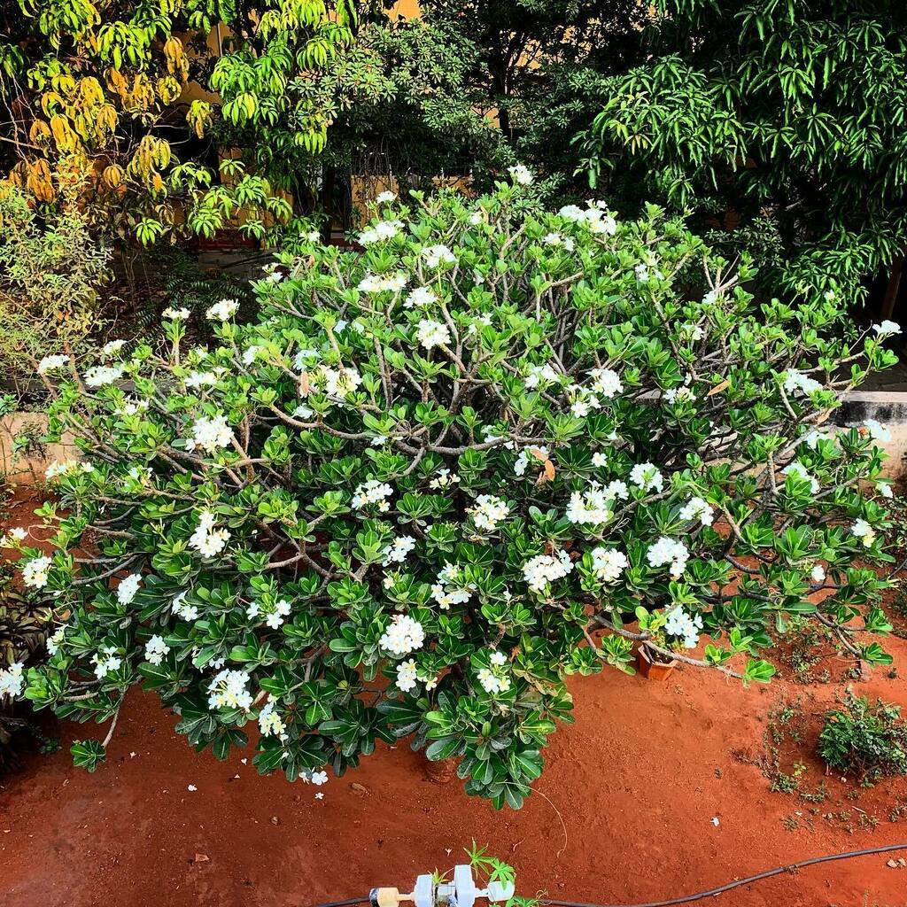 writeramesh's tweet photo. The #viewfromabove at our rooftop. #firangipani aka #templetree #flowers in full bloom today! #shotoniphone #nature #trees #backyard https://t.co/FhLoNLn08p https://t.co/AM98KVRdGJ