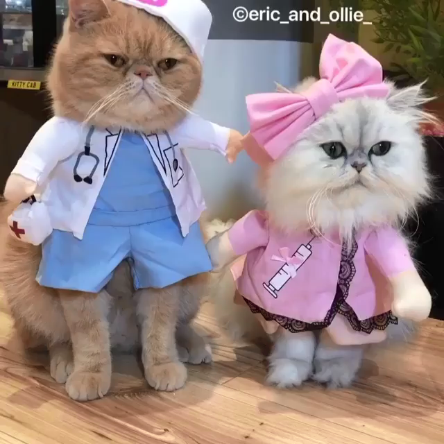 catphoric's tweet photo. These clearly medical professionals may look angry but in fact they are THRILLED that you FINALLY came in for your remaining vax. Because one's not enough! Cats know that! And now you do too! https://t.co/3OFUCyMbwD