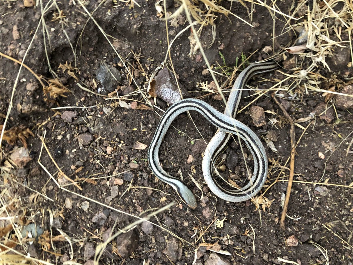 haileynjacobson's tweet photo. During my last field season during fall 2021, I was lucky enough to stumble upon two separate Mountain Patch-nosed Snakes in the Organ Mountains. https://t.co/MieOwxsLVf