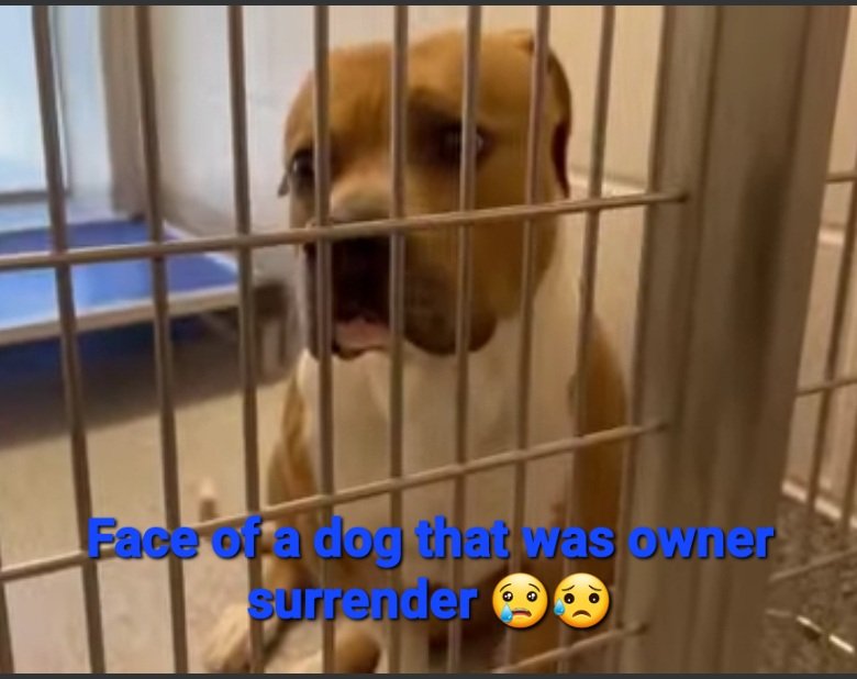 🆘🔥𝟒/2 𝐔𝐑𝐆𝐄𝐍𝐓 SATUR𝐃𝐀𝐘‼️🆘🔥 Harris County Pets TX Elvis Dean #A511382 𝙊𝙉𝙀 𝙇𝙊𝘾𝘼𝙇 𝙁𝙊𝙎𝙏𝙀𝙍 𝘾𝘼𝙉 𝙎𝘼𝙑𝙀‼ ⚡ELVIS DEAN has the face of a dog that has been surrendered by his owner. Poor Elvis Dean is so scared in the shelter environment