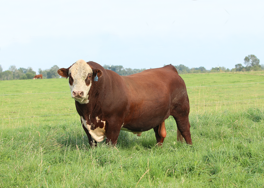 Arrowquip's tweet photo. Is your bull right bull for your herd? When selecting a bull, take the time to consider your herd's performance based on the bull you use and their genetics➡️ https://t.co/AY8h6R3ccj #cattleranching #cattlehandling #bullselection #ranching #ranchlife #farmlife https://t.co/0peWg2vMJR