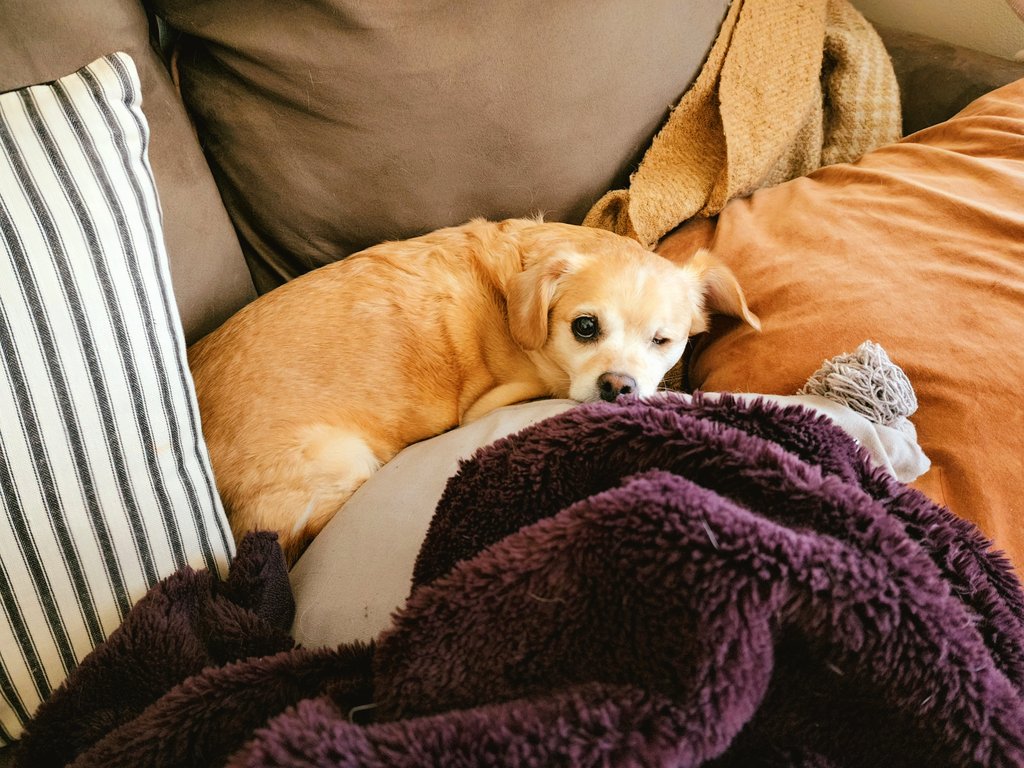 I can never have enough pillows #SaturdayMorningCartoons #cozy #DogsofTwittter