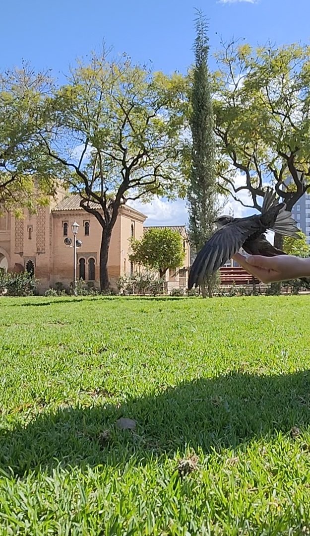 LadyCobrah's tweet photo. @VictorJRJ Qué suerte <3

Yo recogí el otro día a uno, y aún no puede volar:(

Estoy intentando buscar ayuda, es que se desploma 😭😭😭 https://t.co/MT0ZMBtd2H
