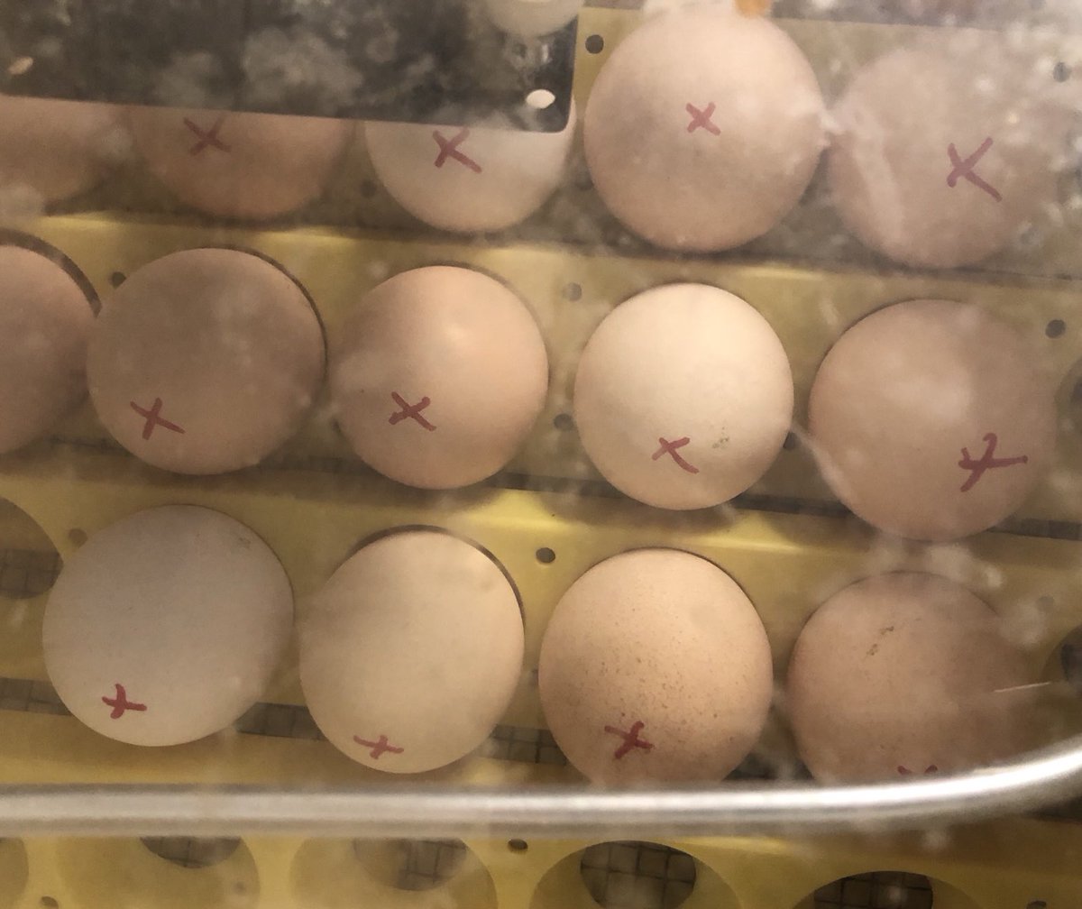 MaierBrenda's tweet image. In celebration of the spring egg-hatching at my school, I’m giving away 2 signed copies of PEEPING BEAUTY, a sweet story about patience &amp;amp; love. If you’re a school librarian or teacher, retweet by April 10th to enter. ⁦@simonschuster⁩ ⁩ ⁦@zoemop⁩ @NCTE @NAEYC