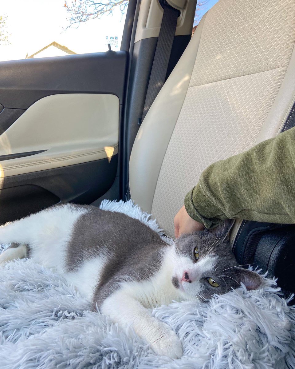 First time participating in #Caturday never felt so good!!

thepuppurr.com/blogs

#caturday #CatsOnTwitter #cats #travel #catbackpack #SaturdayMorning #meow #phoebe #ride #catcommunity #CatsOfTwitter #pets #Animal #car #purr #cat