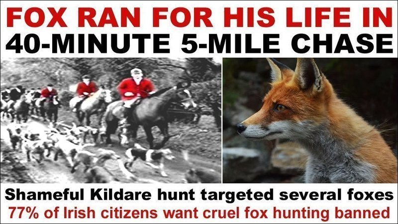 banbloodsports's tweet photo. A fox who ran for his life during a “smashing 40-minute 5-mile run” was among those targeted by hunters last month 💔🦊 The Irish Government must ban this barbaric bloodsport https://t.co/Ximuf3LQg7 #Ireland #AnimalCruelty #BanFoxHunting https://t.co/rChotIggSt
