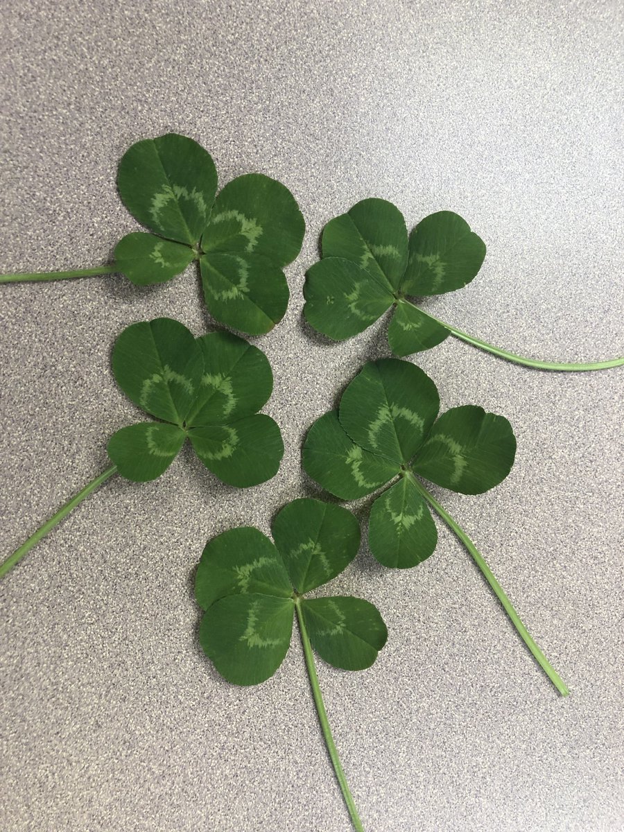 DoubleLegal's tweet photo. I found five 4-leaf clovers this morning which I hope will be a good-luck omen for the Duke basketball team at the Final Four tonight. ⁦@dukebasketball⁩ ⁦@DukeU⁩ ⁦@DukeAlumni⁩ https://t.co/fjxZPRIVu6