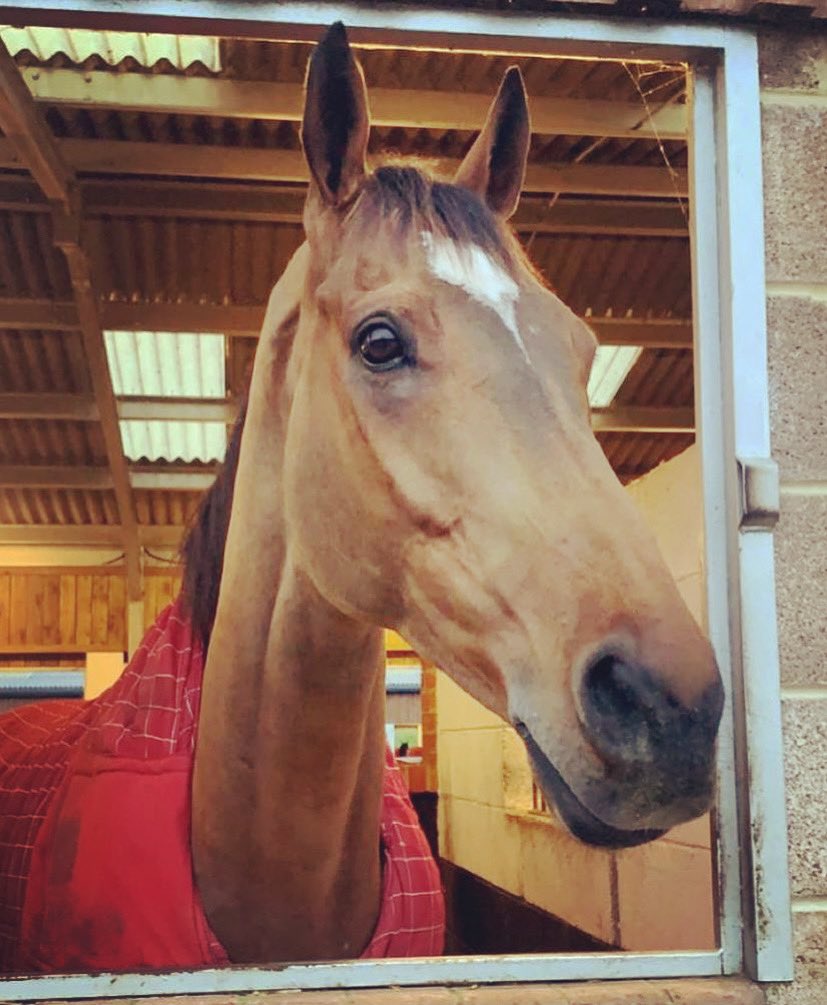 SherwoodRacing's tweet photo. Devastated to loose Jersey Bean in the Scottish National today, he was a lovely horse with plenty of character who will be sorely missed by us all 💔 https://t.co/UgPGzfRted