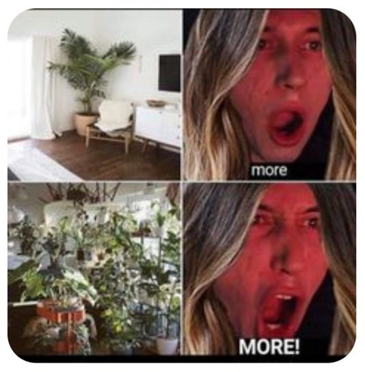 buttenhole's tweet photo. I have a plant obsession 🪴#plants #gardening #planttwitter #plantlife #plantobsession #Iwantmore #couldbeworse https://t.co/uBnEkOARnT