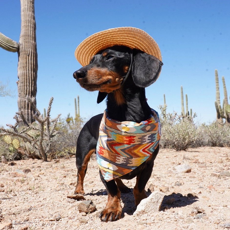 “We in the desert, where there ain’t a bush to pee on that won’t try to prick ya!” 🌵 

~ Crusoe

In @SaguaroNPS #SaguaroNationalPark