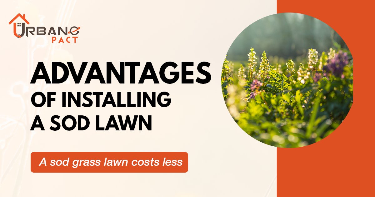 PactUrbane's tweet photo. Well, SOD grass costs less, and it is easy to maintain as well.
When are you going to install it at your home?
.
.
.
#lawncare #lawnmowing #lawnstripes #lawn #urbanepact #lawnsofinstagram  #Sod #sodgrass #sodinstall #landscapedesign  #mowing #mowingthelawn #grasscutting #calgary https://t.co/ZGYokxvcWq