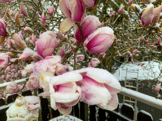 Less than a week ago we had perfect spring and today winter came back. https://t.co/GtAvFQklwI<a href="/tag/peggysues"class="tags"><span>#peggysues</span></a>