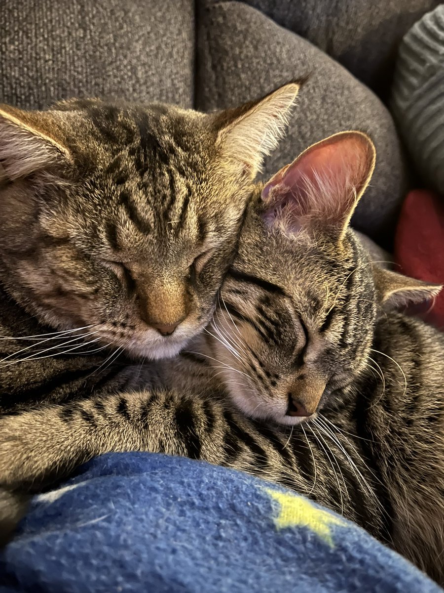 goingtodotdo's tweet photo. @catturd2 Our precious Lucy and Charlie and Gus! https://t.co/qgdDtDWQrp