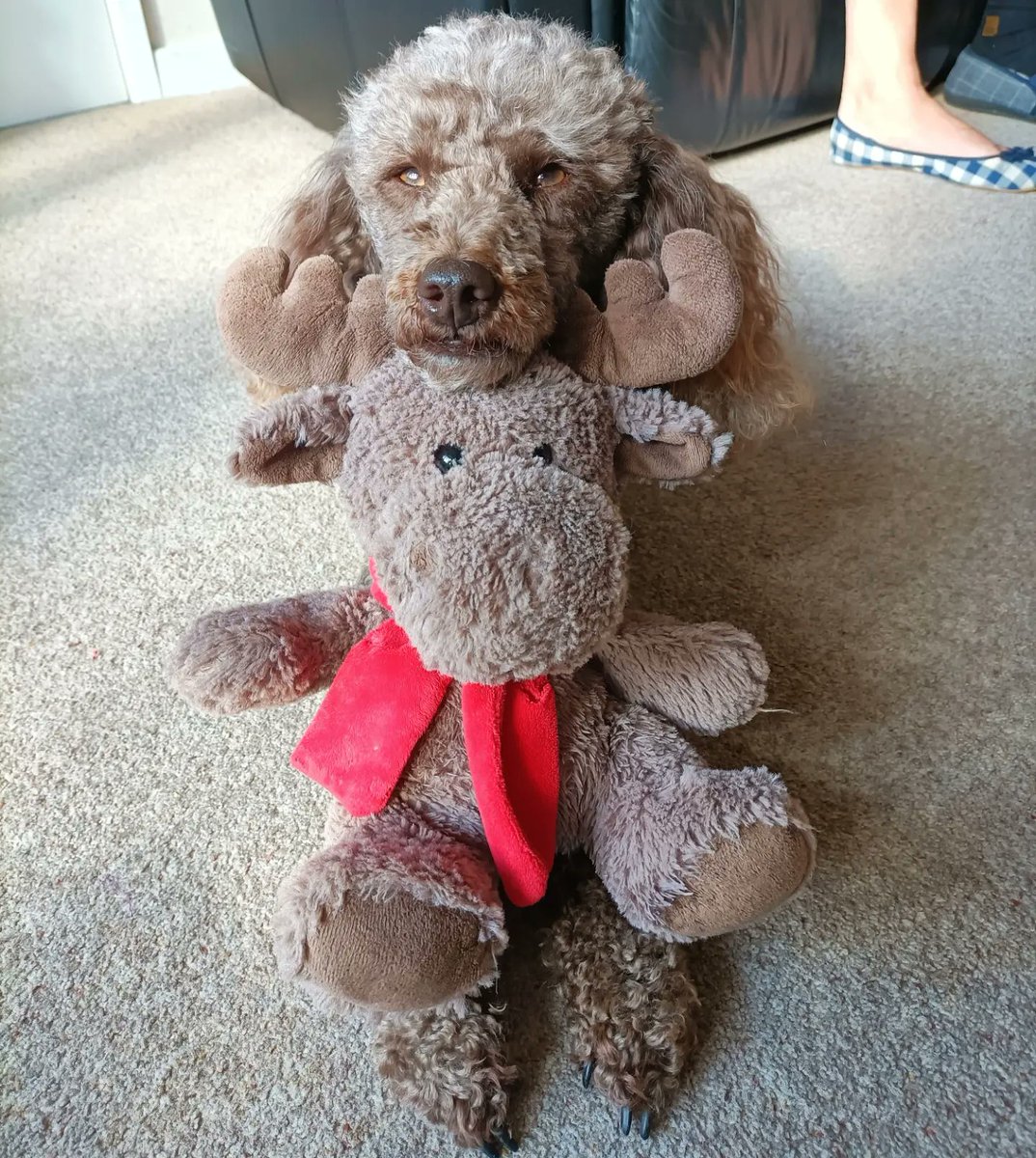 HDambassadorZig's tweet photo. My reindeer is a very good chin rest for a quick snooze ๐ฉ๐พ #snooze #chinrest https://t.co/Ewmd18aipb