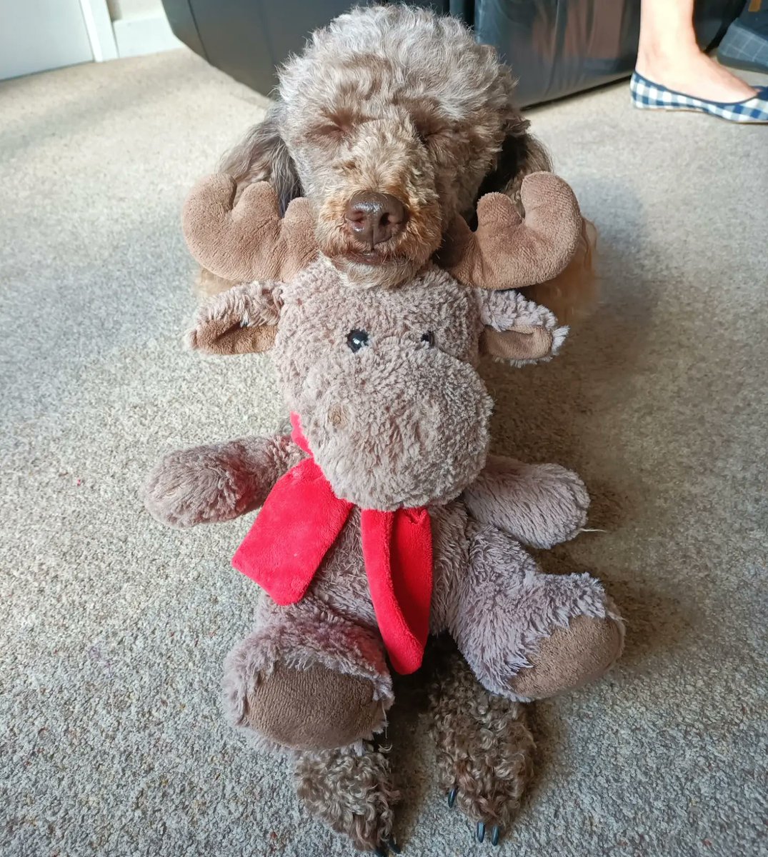 HDambassadorZig's tweet photo. My reindeer is a very good chin rest for a quick snooze ๐ฉ๐พ #snooze #chinrest https://t.co/Ewmd18aipb
