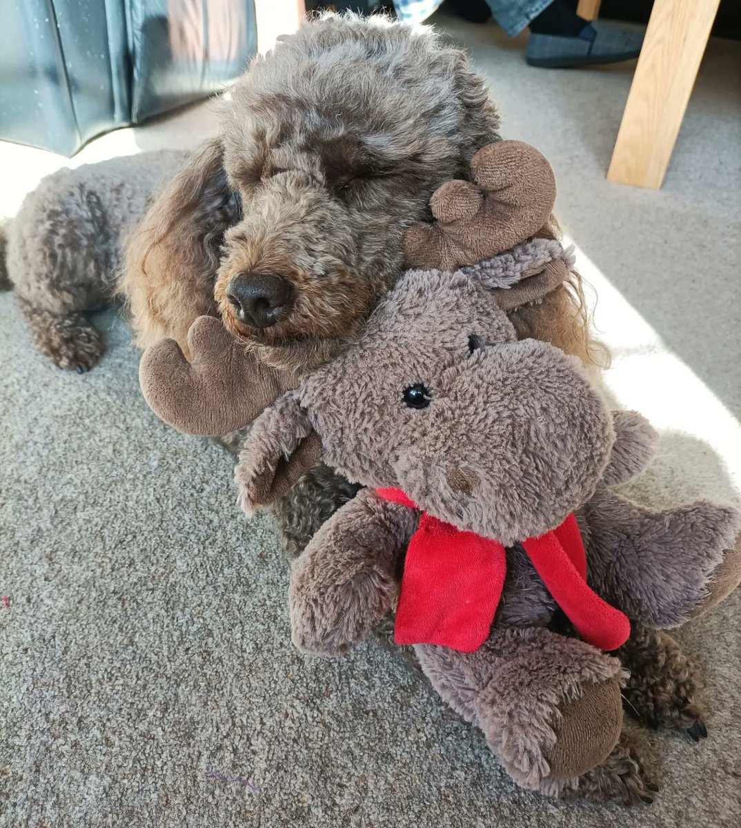 HDambassadorZig's tweet photo. My reindeer is a very good chin rest for a quick snooze ๐ฉ๐พ #snooze #chinrest https://t.co/Ewmd18aipb