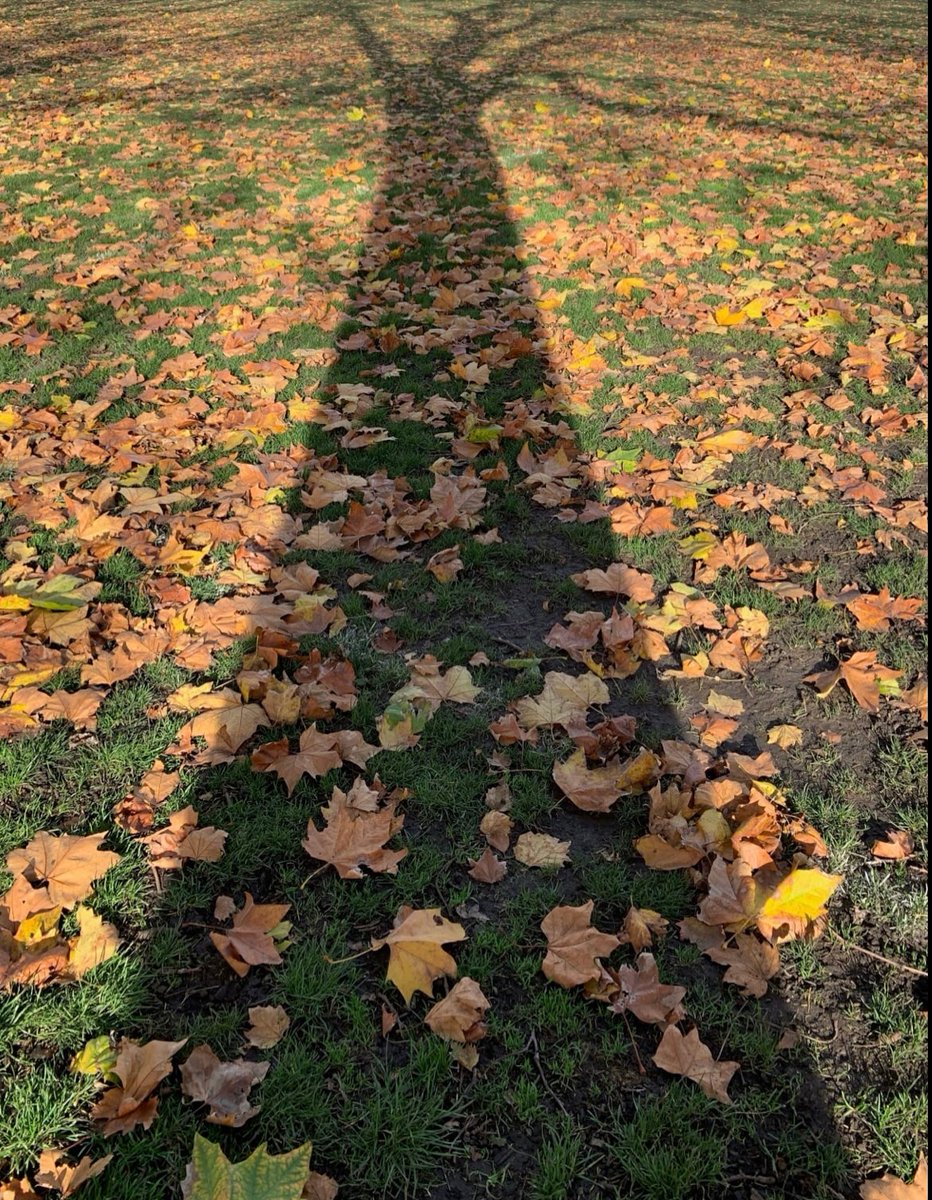 PeterOpenmind's tweet photo. @VoiveHQ NFT Fallen leaves available on https://t.co/pQ9WQvlh9j openmind123 https://t.co/5ig0UYU2OW