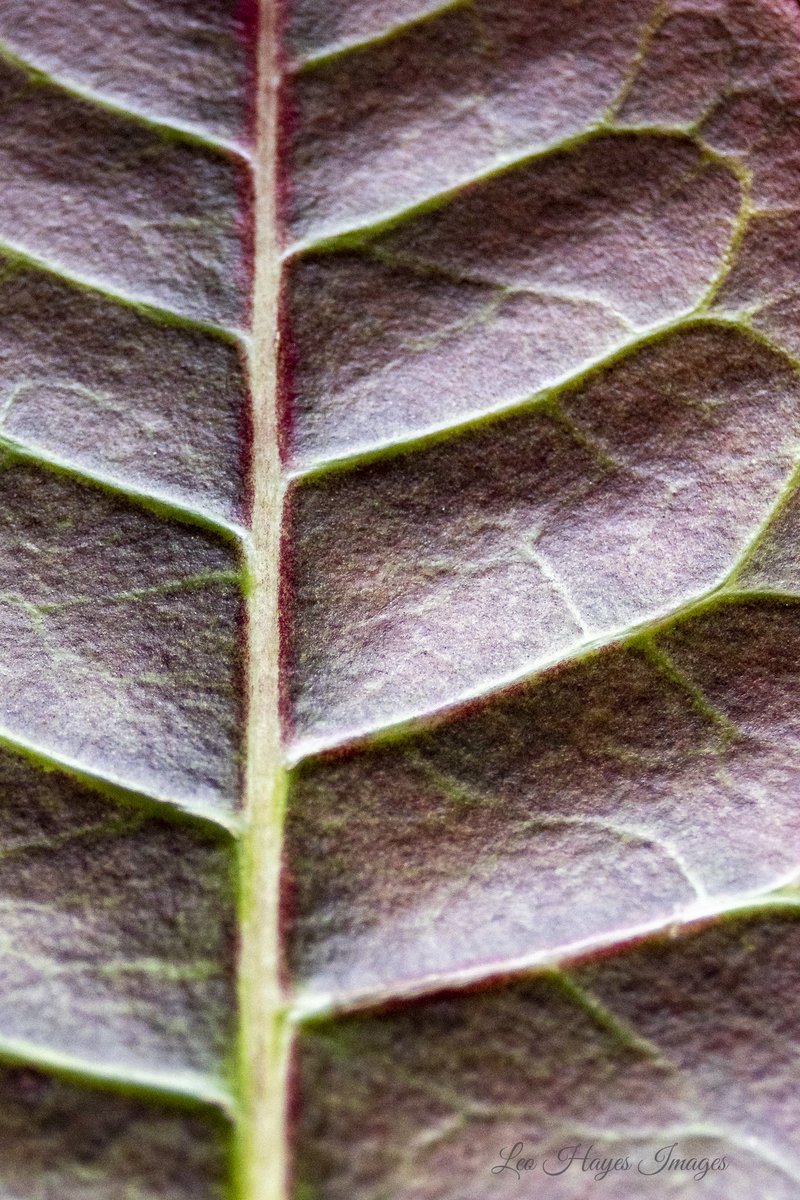 leohayesimages's tweet image. #dPSWeeklyChallenge #dPSLeavesDeadOrAlive