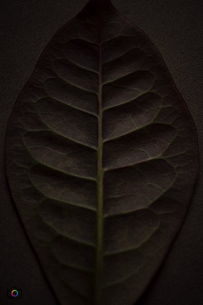 leohayesimages's tweet image. #dPSWeeklyChallenge #dPSLeavesDeadOrAlive