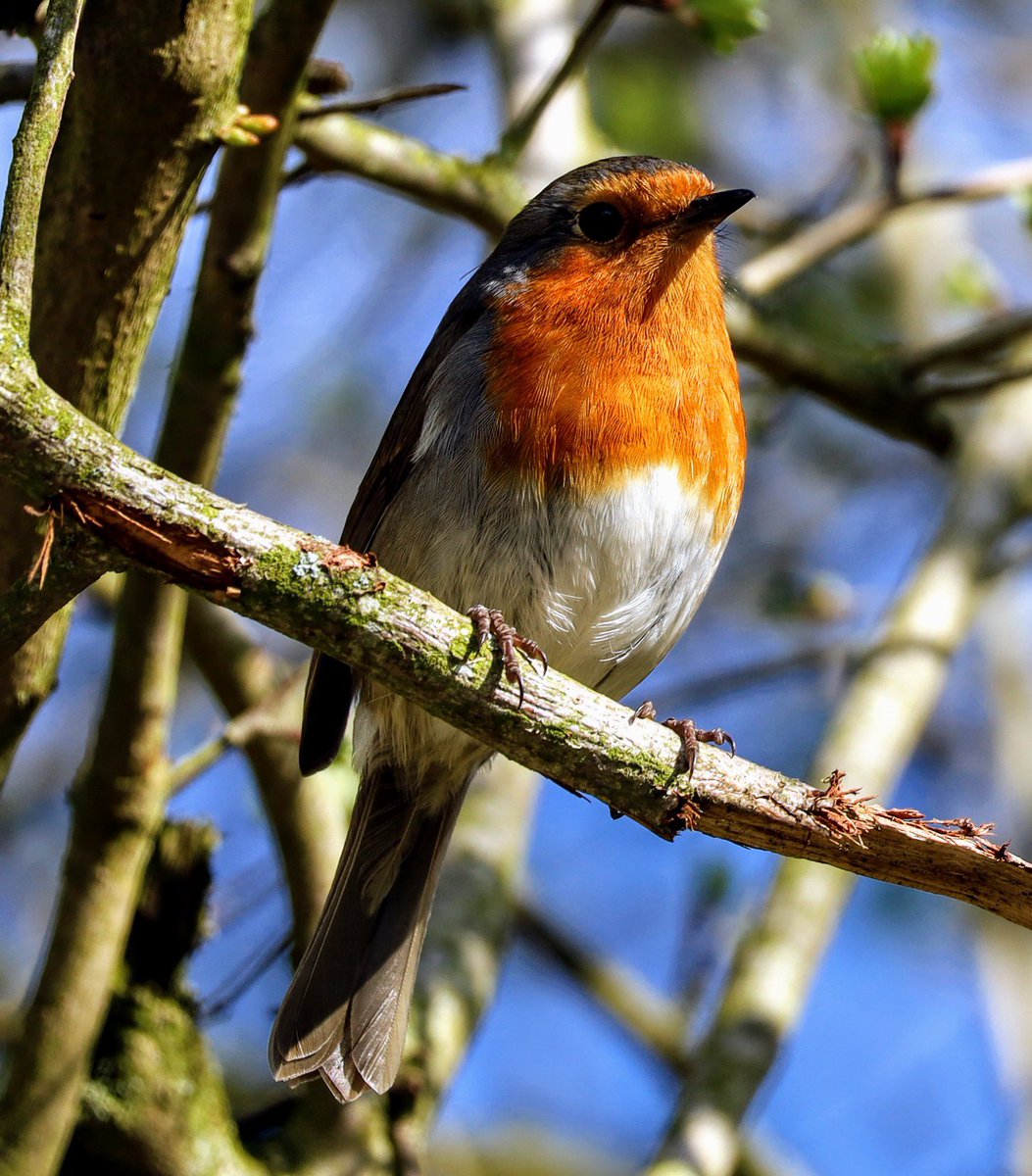 Cragfast's tweet photo. Todays #DailyDoseOfRobin at Fosse Meadows https://t.co/4qNertSfUJ
